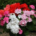 Muškát Paintbox zmes farieb - Pelargonium hybrids - semená - 8 ks