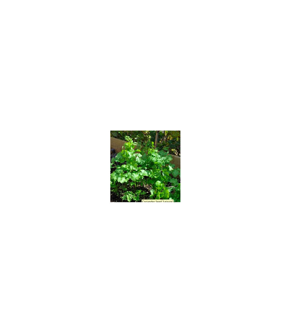 Koriander siaty Leisure - Coriandrum sativum - semená - 100 ks