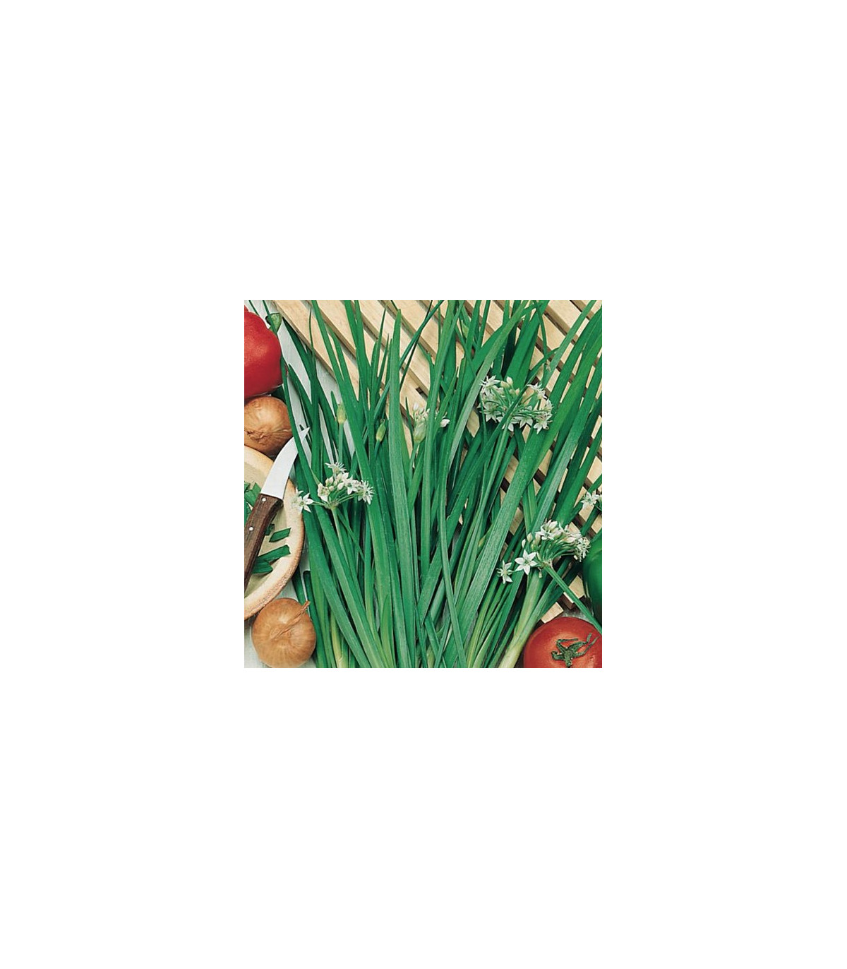 BIO Pažítka Polyfit - Allium - semená - 0,5 g