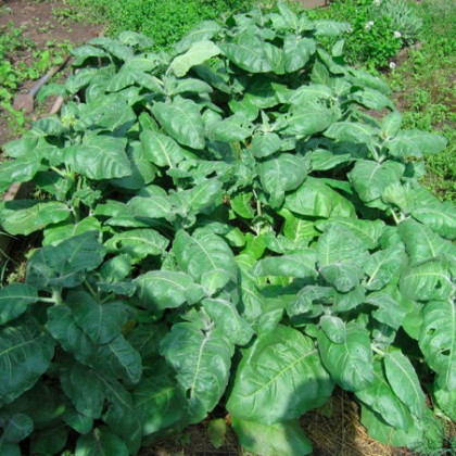 Tabak indiánsky slávnostný - Nicotiana rustica sacred - semená - 50 ks
