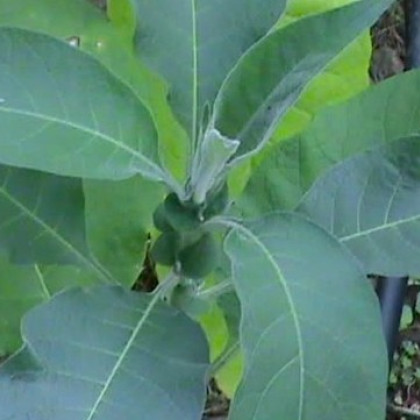 Tabak Madole - Nicotiana tabacum - semená - 20 ks