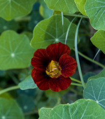 Kapucínka červenočierna Black Velvet - Alaska - Tropaeolum minus - semená - 15 ks