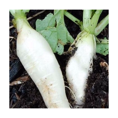Reďkovka biela delikatesa - Raphanus sativus - semená - 60 ks