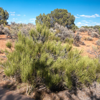 Chvojník nevadský - Ephedra nevadensis - semená - 8 ks