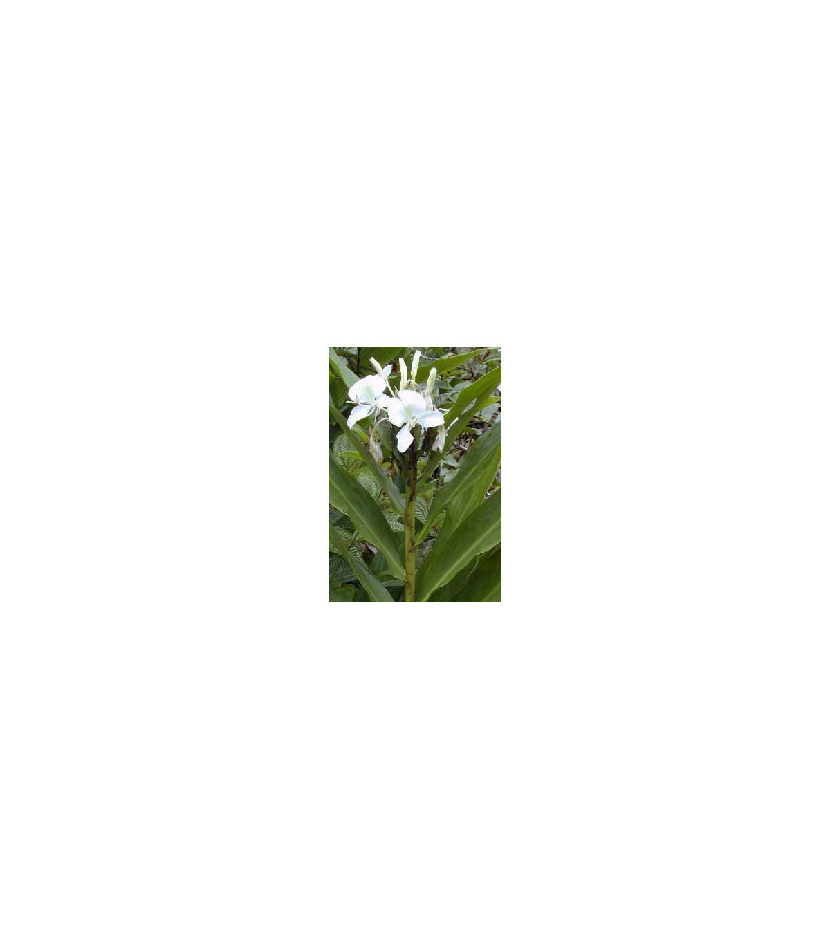Okrasný zázvor - Hedychium - semená - 2 ks