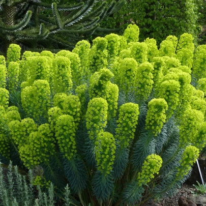 Mliečnik statný - Euphorbia characias - semená - 18 ks