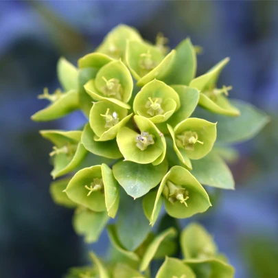 Mliečnik statný - Euphorbia characias - semená - 18 ks