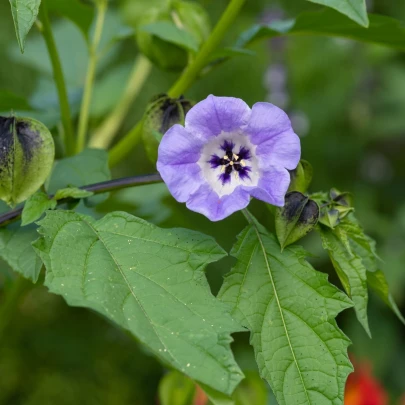 Nikadra machovkovitá - Nicandra physalodes - semená - 10 ks