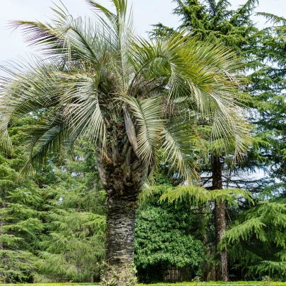 Palma Southern Jelly - Butia odorata - semená - 2 ks