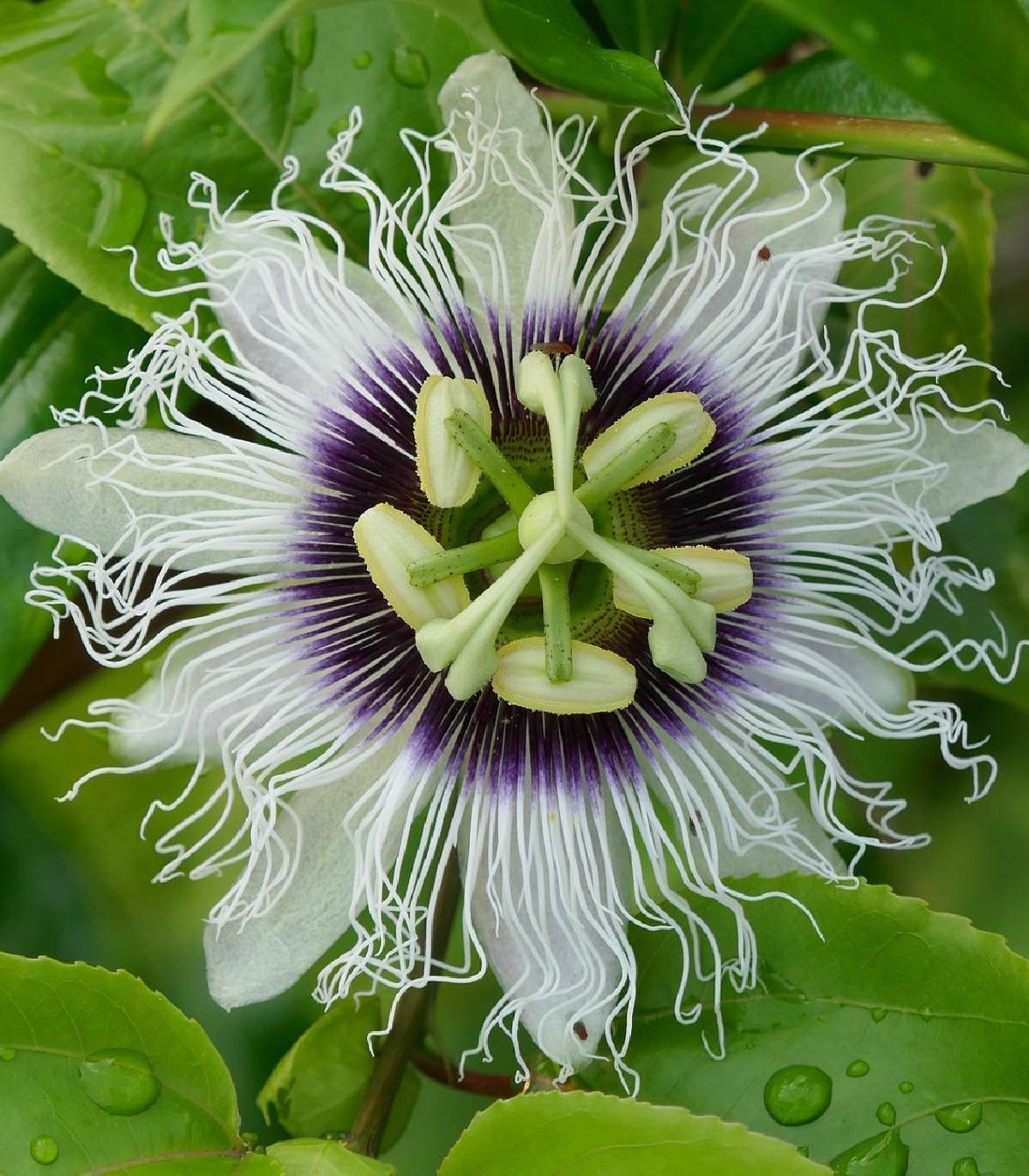 Mučenka jedlá - Passiflora edulis - semená - 5 ks