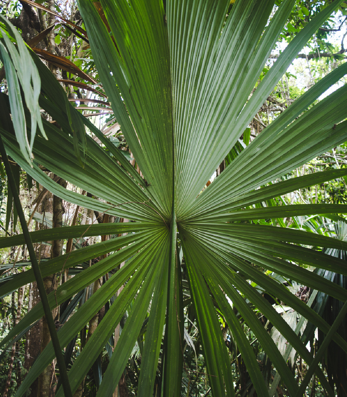 Palma - Carludovica rotundifolia - semená - 3 ks