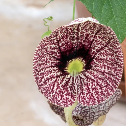 Vlkovec elegantný - Aristolochia - semená - 5 ks