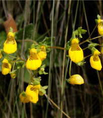 Papučka celolistá - Calceolaria Andina - semená - 5 ks