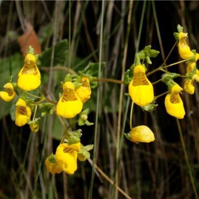 Papučka celolistá - Calceolaria Andina - semená - 5 ks