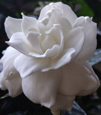 Gardénia - Gardenia jasminoides - semená - 6 ks