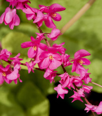 Antigonon mexický -  Antigonon Leptopus - semená - 4 ks