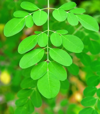 Moringa olejodárna - Moringa oleifera - semená - 4 ks