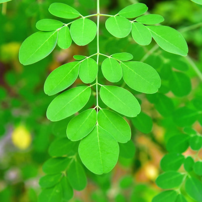 Moringa olejodárna - Moringa oleifera - semená - 4 ks