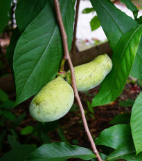 Indiánský banán Paw Paw - Asimina triloba - semená - 4 ks