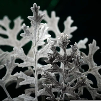 Starček prímorský - Senecio cineraria - semená - 150 ks