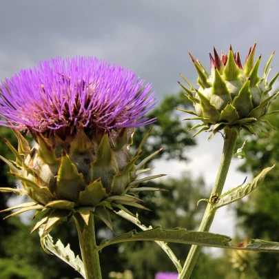 Artičoka kardová - Cynara cardunculus - semená - 10 ks