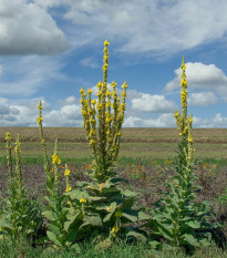 Divozel veľkokvetý - Verbascum densiflorum - semená - 300 ks