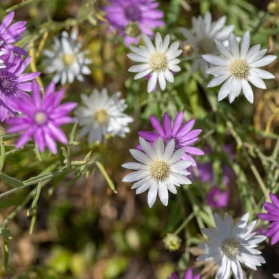 Suchokvet ročný zmes - Xeranthemum annuum - semená - 100 ks