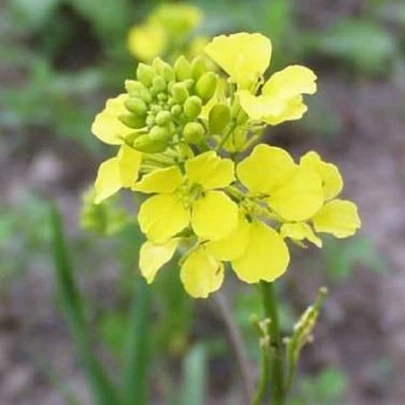 Horčica čierna - Brassica nigra - semená - 50 ks