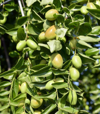 Jojoba - Simmondsia chinensis - semená - 6 ks