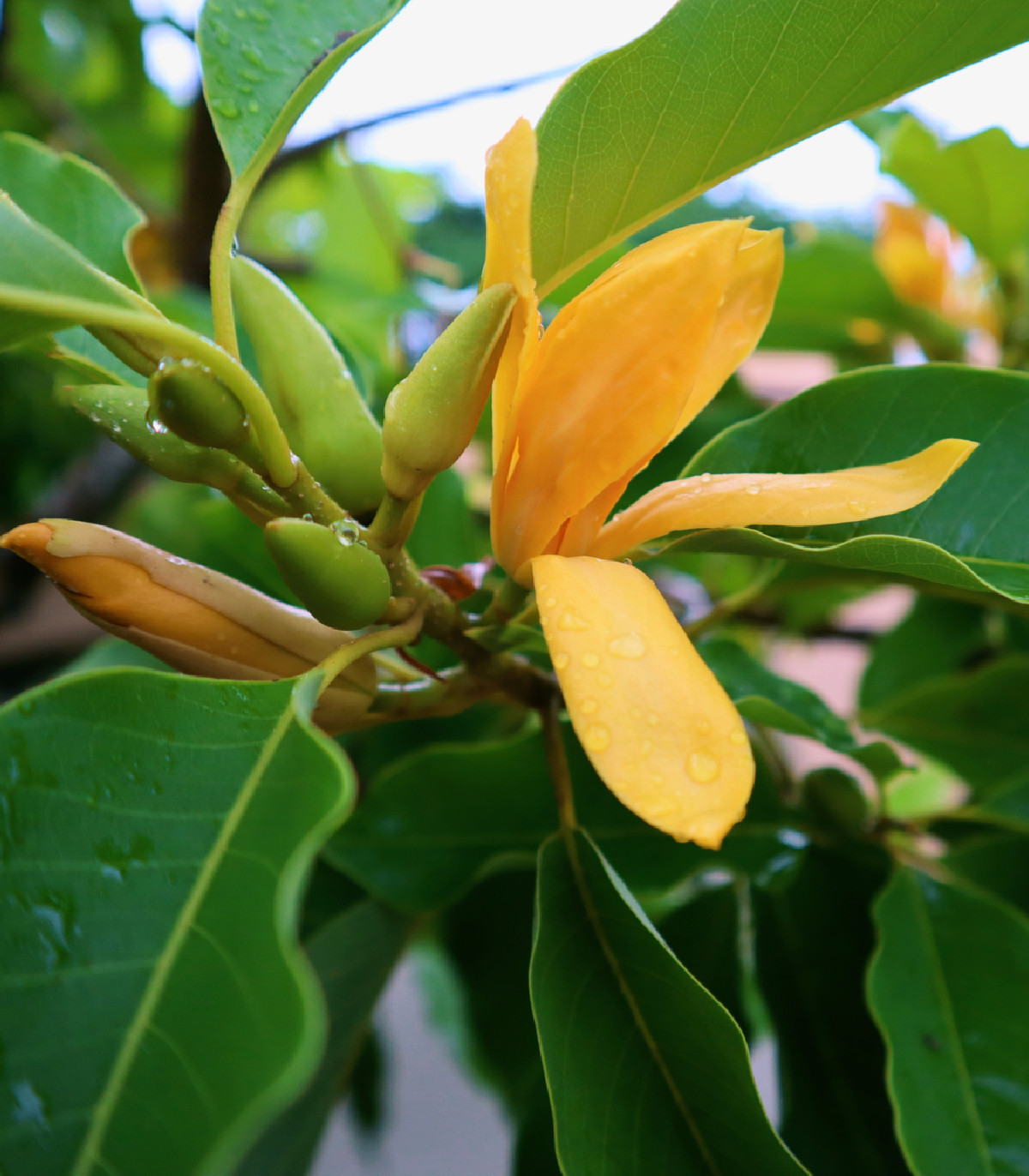 Magnólia champaca - Magnolia champaca - semená - 5 ks