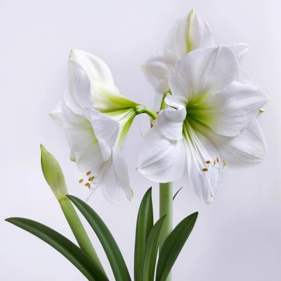 Zornica Mont Blanc - Hippeastrum - cibuľoviny - 1 ks