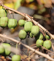 Minikiwi - Actinidia arguta - semená - 5 ks