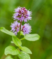 Mäta vodná - Mentha aquatica - semená - 30 ks