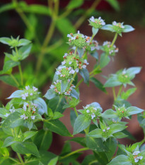 Americká horská mäta - Pycnanthemum pilosum - semená - 20 ks