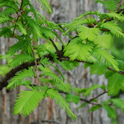 Metasekvoja čínska - Metasequoia glyptostroboides - semená - 10 ks