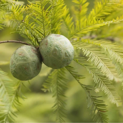 Tisovec dvojradový - Taxodium distichum - semená - 5 ks