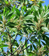 Akácia - Acacia mangium - semená - 8 ks