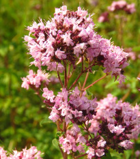 Pamajorán - Oregano - Origanum vulgare - semená - 1200 ks