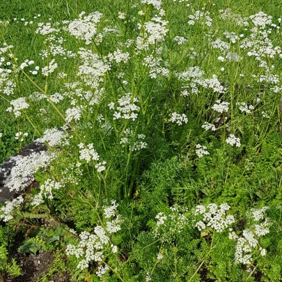 Rasca lúčna - Carum carvi - semená - 400 ks