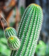 Saguaro - Kaktus sviecovitý - Carnegiea gigantea - semená - 5 ks