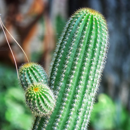 Saguaro - Kaktus sviecovitý - Carnegiea gigantea - semená - 5 ks