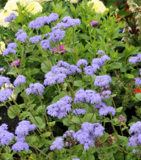 Agerát mexický - Ageratum houstonianum - semená - 0,5 g