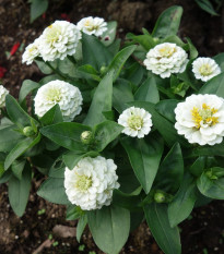 Cínia pôvabná - Zinnia elegans - semená - 50 ks