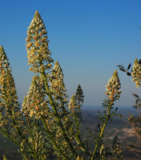 Rezeda voňavá velkokvetá - Reseda odorata - semená - 350 ks