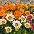 Gazánia zmes farieb - Gazania rigens - semená - 50 ks