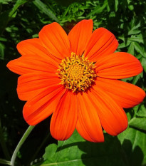 Titónia okrúhlolistá - Tithonia rotundifolia - semená - 60 ks