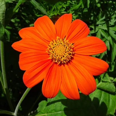 Titónia okrúhlolistá - Tithonia rotundifolia - semená - 60 ks