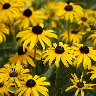 Rudbekia srstnatá - Rudbekia hirta - semená - 400 ks