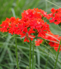 Kukučka hustokvetá - Lychnis chalcedonica - semená - 50 ks