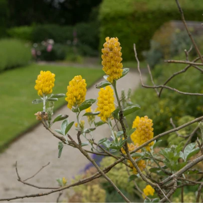 Striebrocist Batandierov - Pineapple broom - Argyrocytisus battandieri - semená - 6 ks